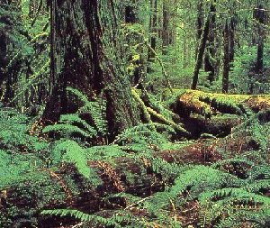 Forest floor
