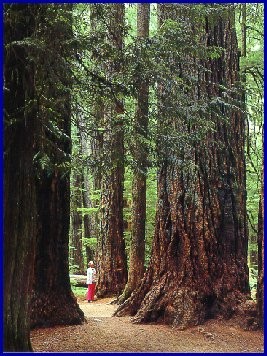 Groomed trail in old growth
