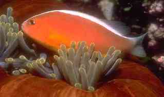 anemone.jpg (5512 bytes)