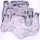 er.jpg (20994 bytes)
