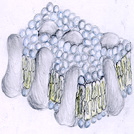 memb.jpg (16216 bytes)