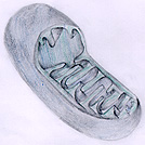 mito.jpg (14145 bytes)