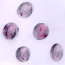 vacu.jpg (12533 bytes)