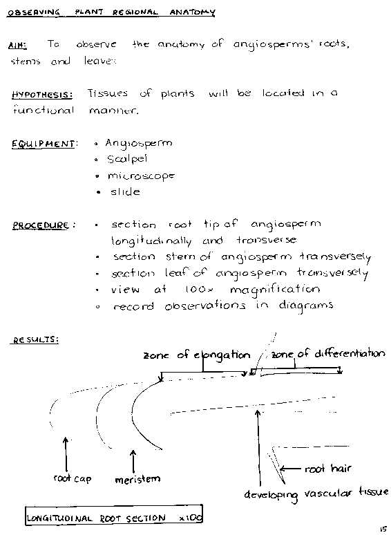plant1.jpg (41025 bytes)