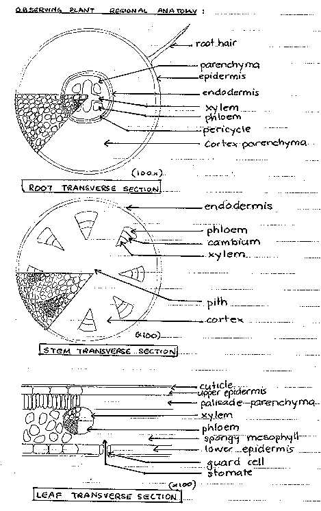 plant2.jpg (63985 bytes)
