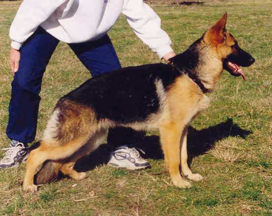  Kazkiri Kennels