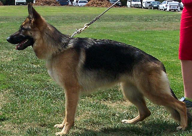  Kazkiri Kennels