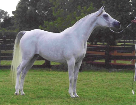  Gerzanne Arabians