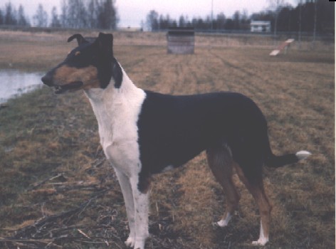  Hiekkatuulen kennel