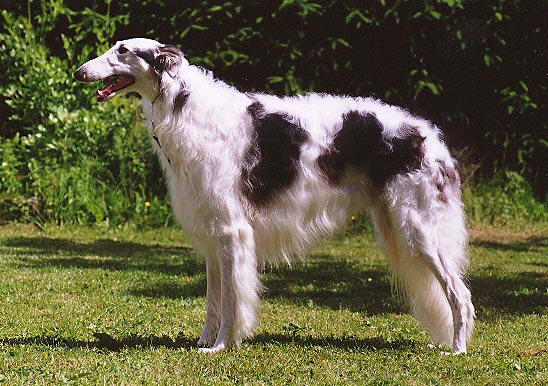  Le Sphinx Borzois