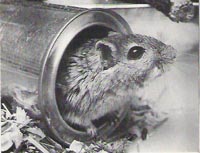Gerbil i burk