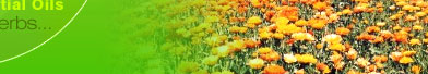 essential oil suppliers, raw herbs suppliers, raw herbs exporter, essential oil exporter, essential Oil