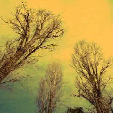 dryeness