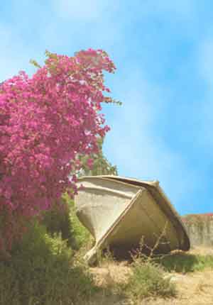 blooming in decay