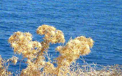 Hydra Island - Saronic Gulf - Hellas