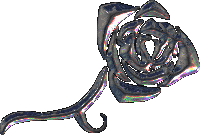 The Toreador Rose