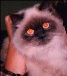 Cat with redeye
