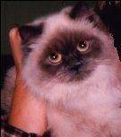 Cat with hand