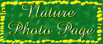Nature Photo Page