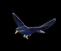 Bird-06.gif (51009 bytes)