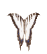 bflys2clr.gif (6037 bytes)