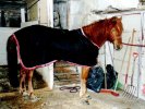 Veerdi loimi p��ll�. :)