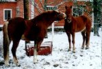 Isojen poikien leikit. ;) J�nes oikealla, Veerdi vasemmalla.