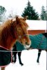 Anova katse p�iv�heinien tuojaan..