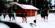 Koko jengi (Smeihe, Veerdi ja Tumpe) odottamassa ruokkijaa. Kuvaaja on onnistunut s�hl��m��n kameran nauhan mukaan.