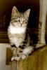 Tallikisu Tarzan myh�ilee.
