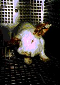 rabbity.jpg (13783 bytes)