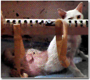 Abused animals