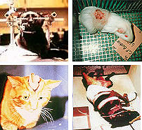 Animals tortured by humans