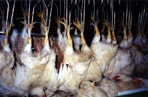 Shackled Chickens