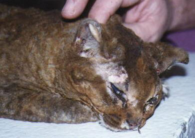 This Cat Was Resuced After It's Face Was Set On Fire