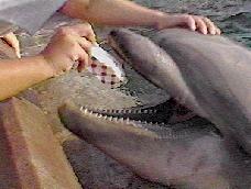 A Man Feeds A Dolphin A Fish Packet? Do You Understand What Damage This Can Cause?