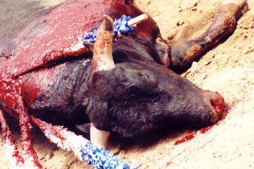Bull Is In A Painful State, Gasping It's Last Breaths Of A Painful Fall!