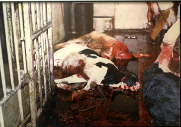 Painfully Dying Cattle