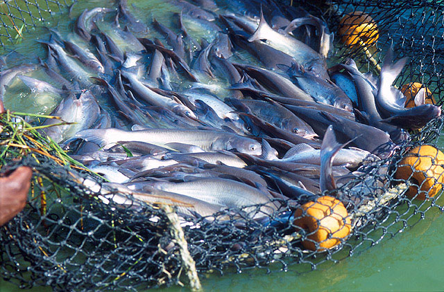 Fish Caught In Net And Left To Suffercate