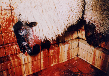 Slaughtered Sheep Hanging From Hook