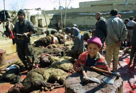 Masacare Of Sheep In Russia