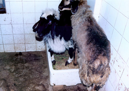 Sheep Undergo An Experiment