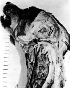 A Dog Is Skinned... ALIVE!