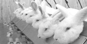 Rabbits In Retraint