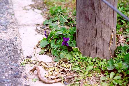 a couple of violet flowers at the side of 
pavement