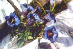 Encijan (Gentiana acaulis Jacqu.)
