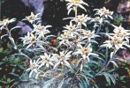 Planika - (Leontopodium alpinum Cass.)