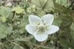 Vetrnica (Ranunculus alpestria L.)
