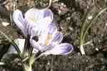 afran (Crocus albiflorus Kit.)