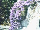 Zvonnice (Campanula pussila Hnke)